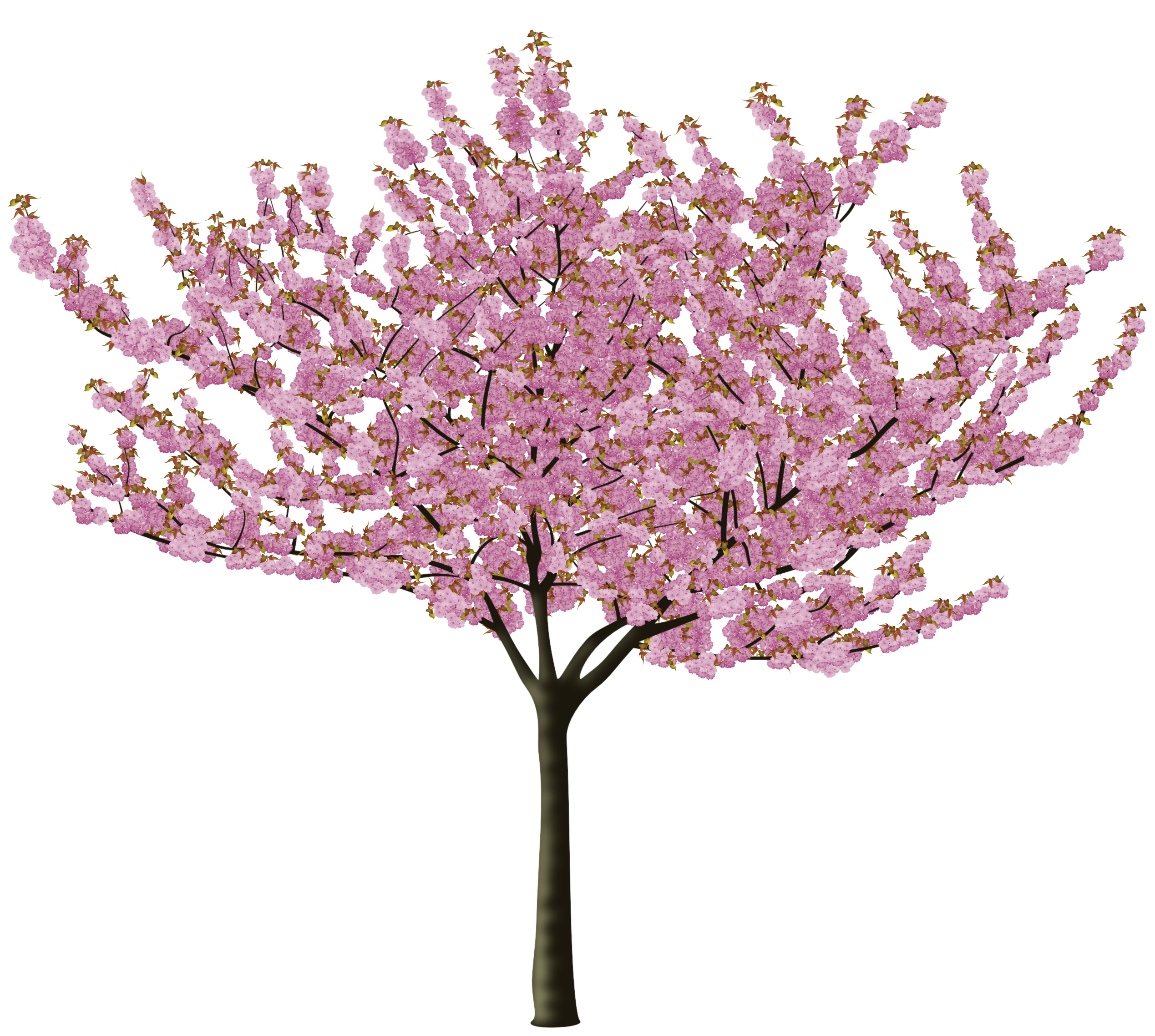 Cherry Blossom - Share your work - Affinity | Forum