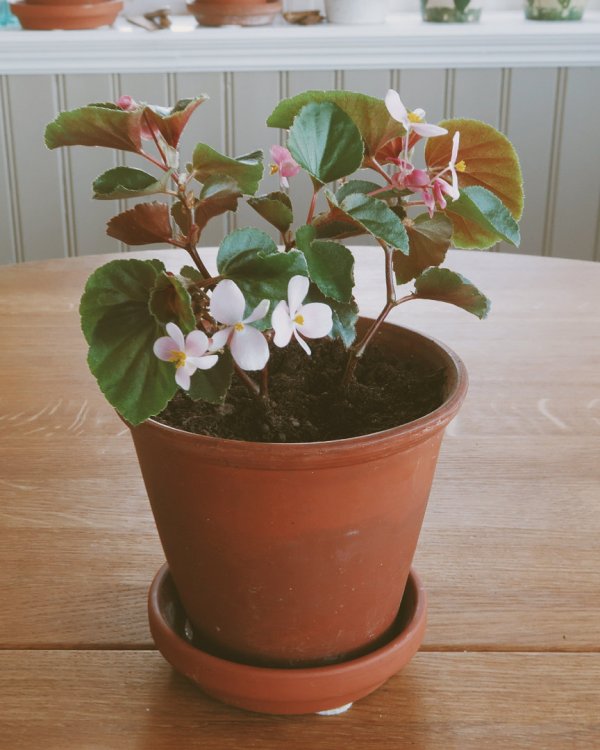 begonia.jpg