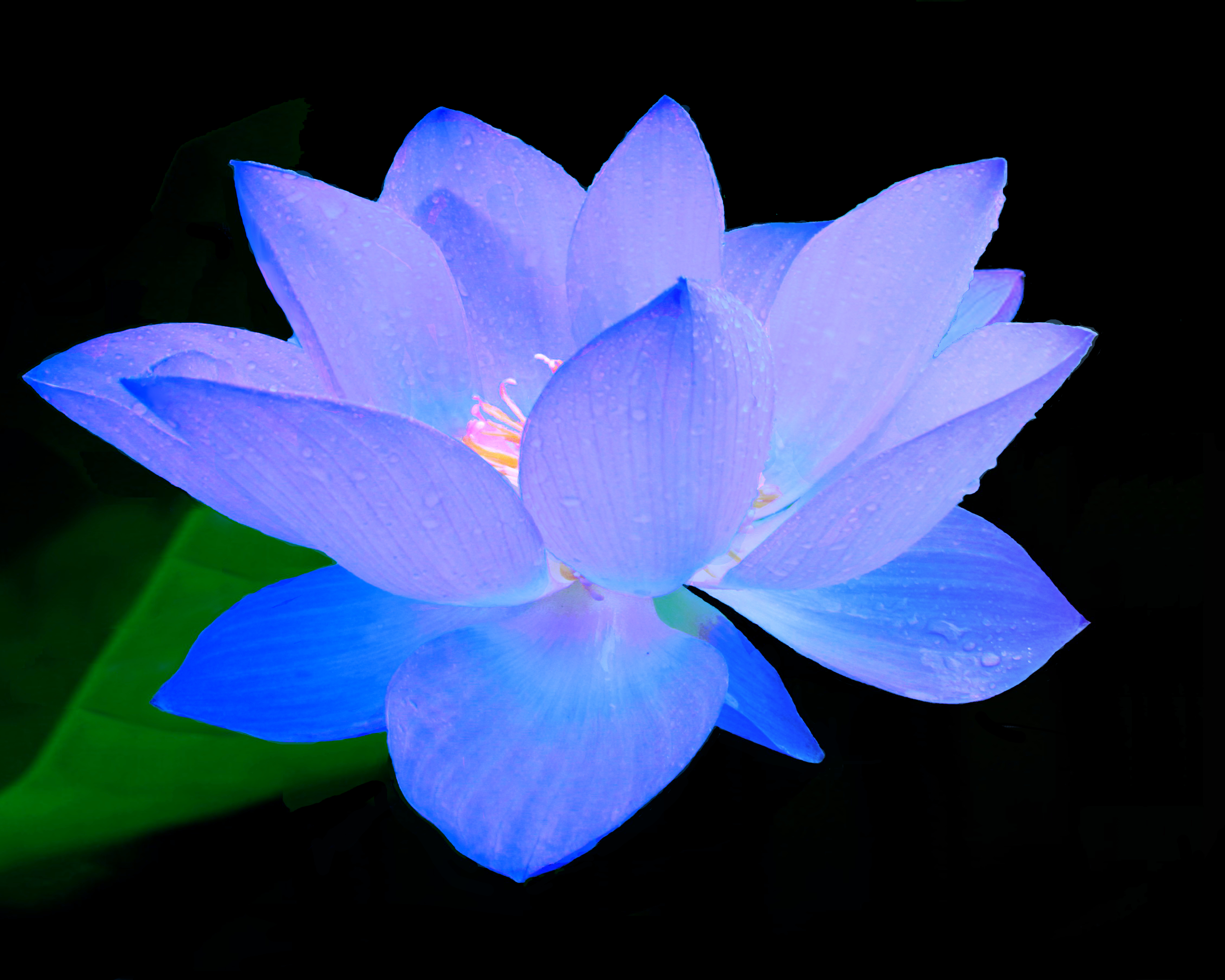 Blue Lotus - Share your work - Affinity