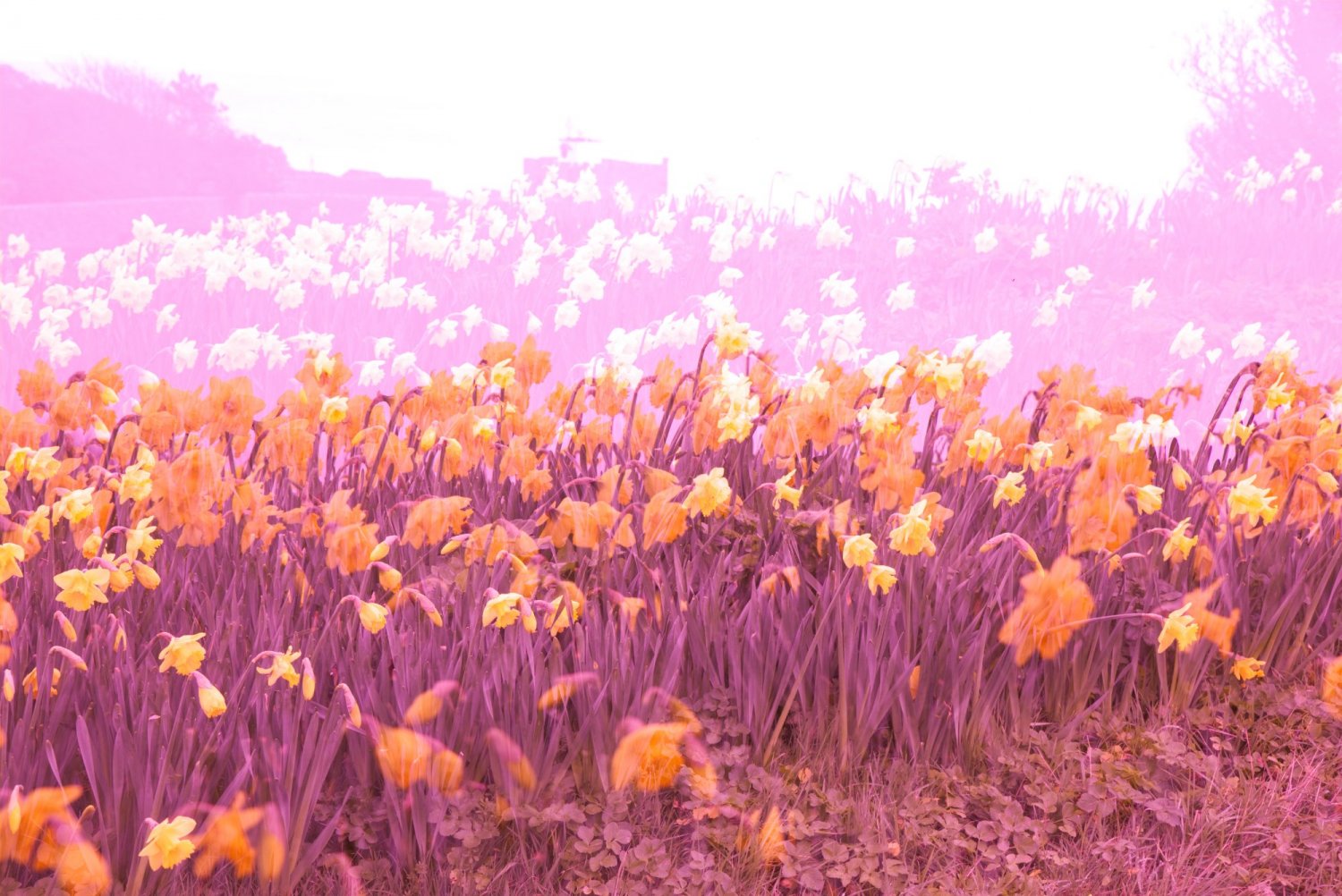 Multi__exposure_Affinity_daffs_raw.jpg