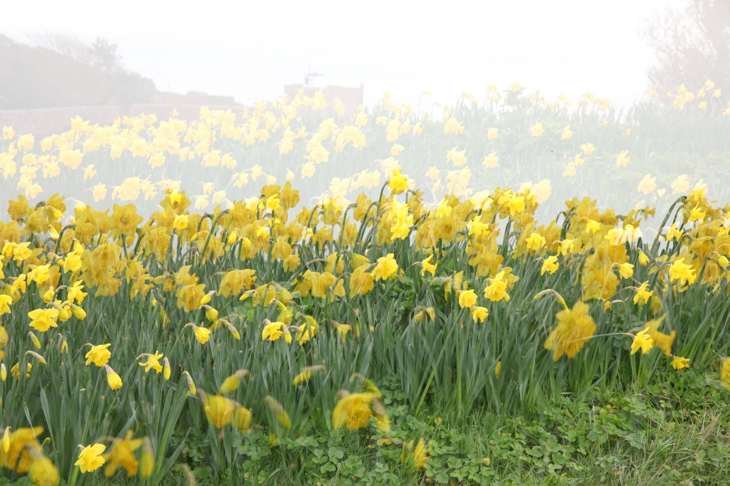 Multi_exposure_Daffs_jpg.jpg