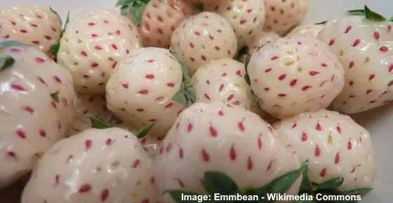 pineberry.png.77cb76670c4c0d4b23175de9c1c64fef.png