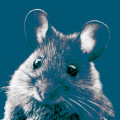 mousecompanion