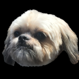 Tishihtzu